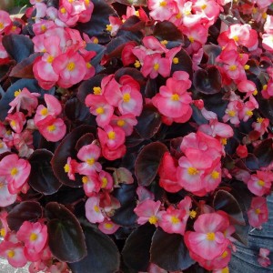 Begonia semperflorens Bada Boom F1 Rose